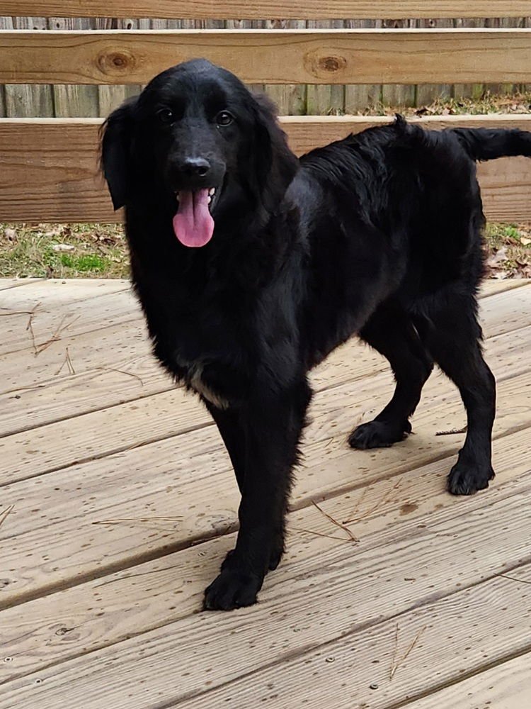 ZELDA GREYHART - Spaniel available for adoption