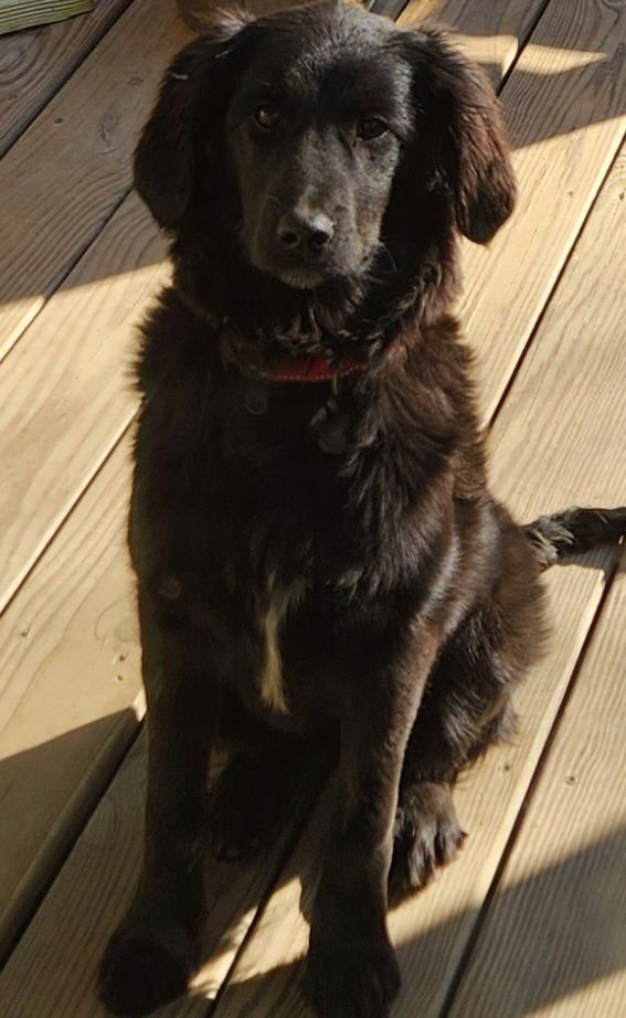 Zelda Greyhart - Photo 3