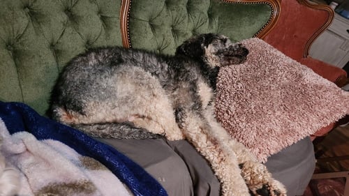 TOSHI - Poodle (Standard) available for adoption