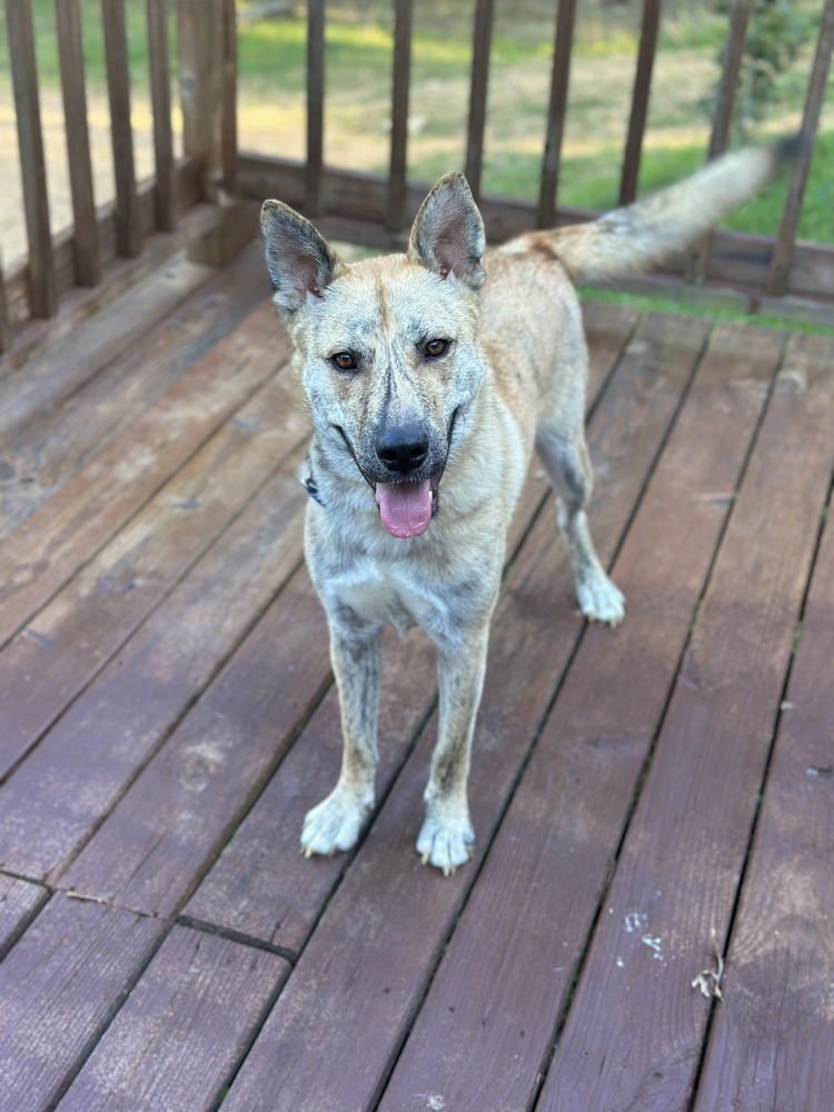 HUGO - Siberian Husky available for adoption