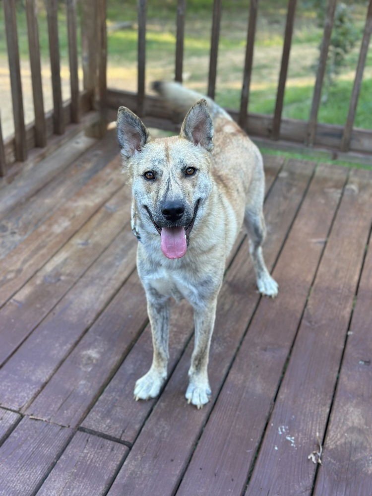 HUGO - Siberian Husky available for adoption