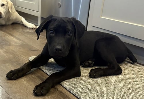 TUCKER MAN - Labrador Retriever available for adoption