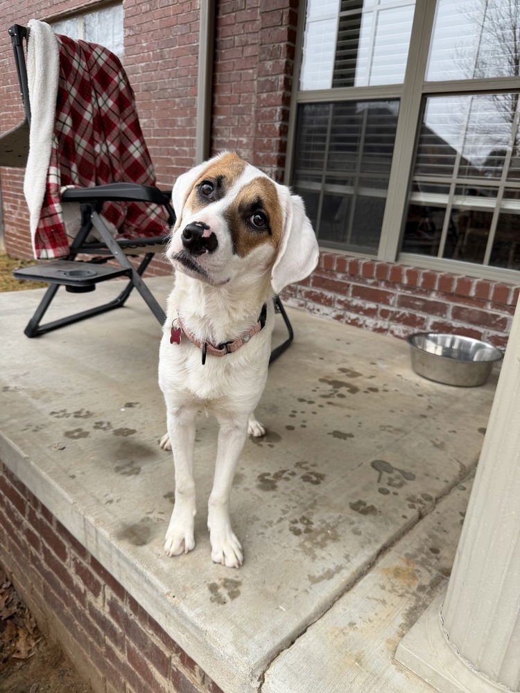 FALLON FEATHER - Hound available for adoption