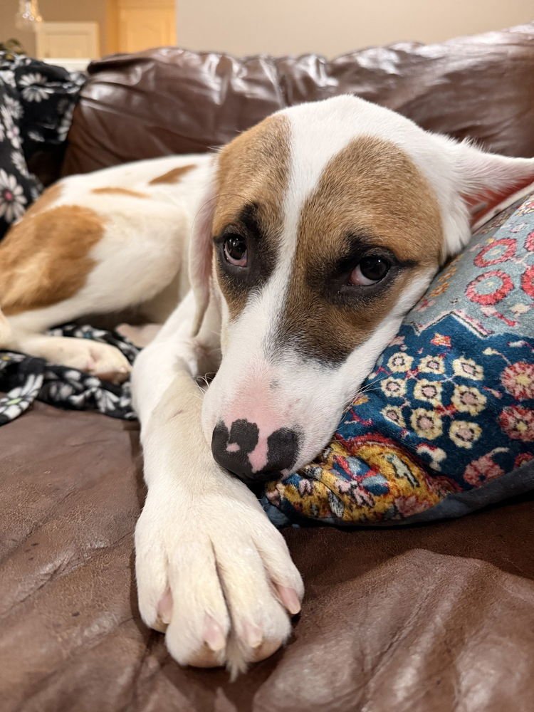 FALLON FEATHER - Hound available for adoption