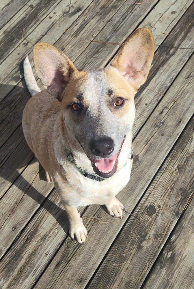 GRETCHEN - Catahoula Leopard Dog available for adoption