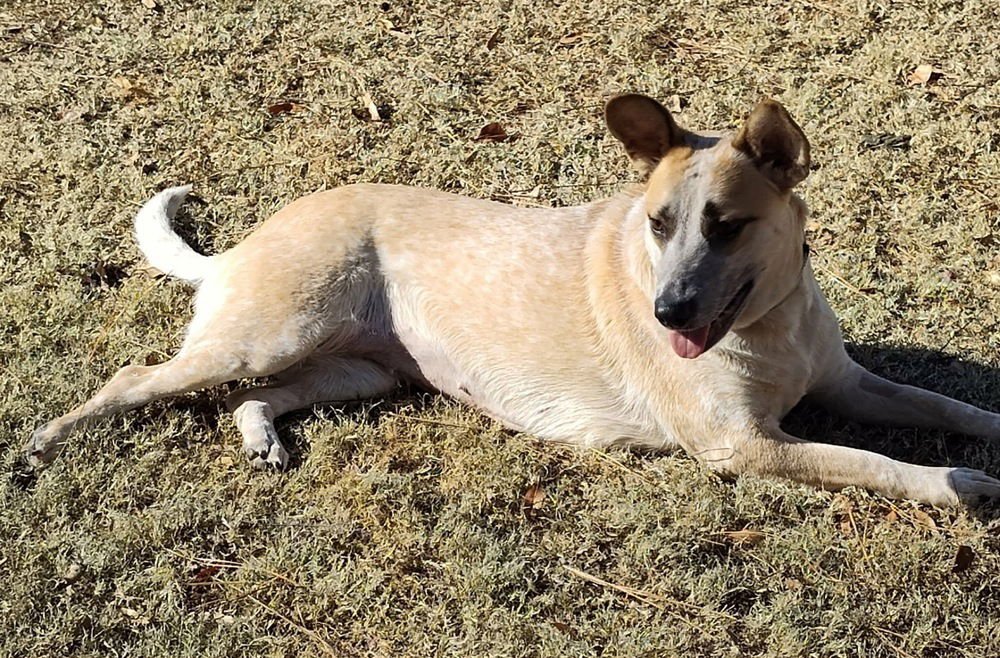 GRETCHEN - Catahoula Leopard Dog available for adoption