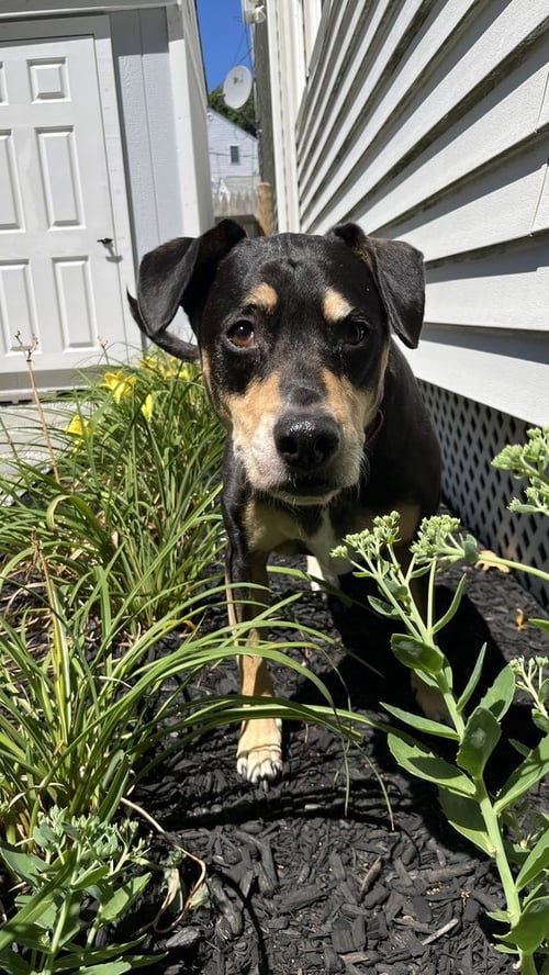 HARLEY MEMPHIS - Labrador Retriever / Pit Bull Terrier for adoption in Cambridge