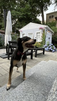 Harley Memphis - Photo 2