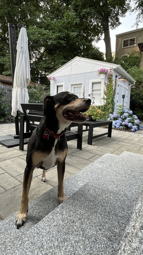 HARLEY MEMPHIS - Labrador Retriever / Pit Bull Terrier available for adoption