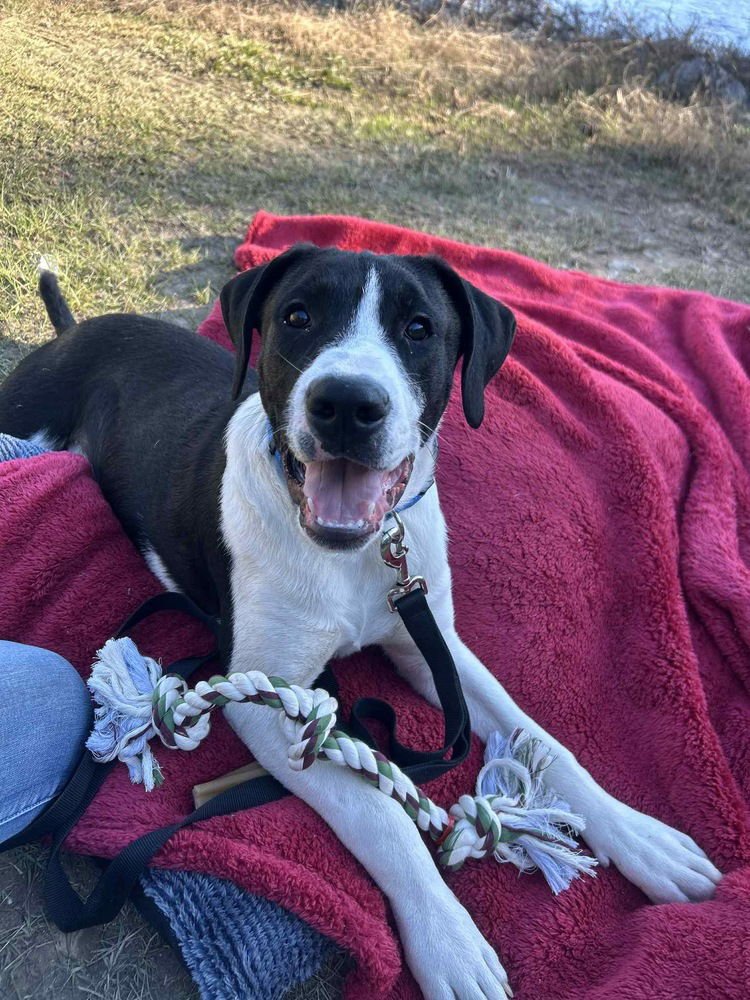 DUKE BOW - Labrador Retriever available for adoption