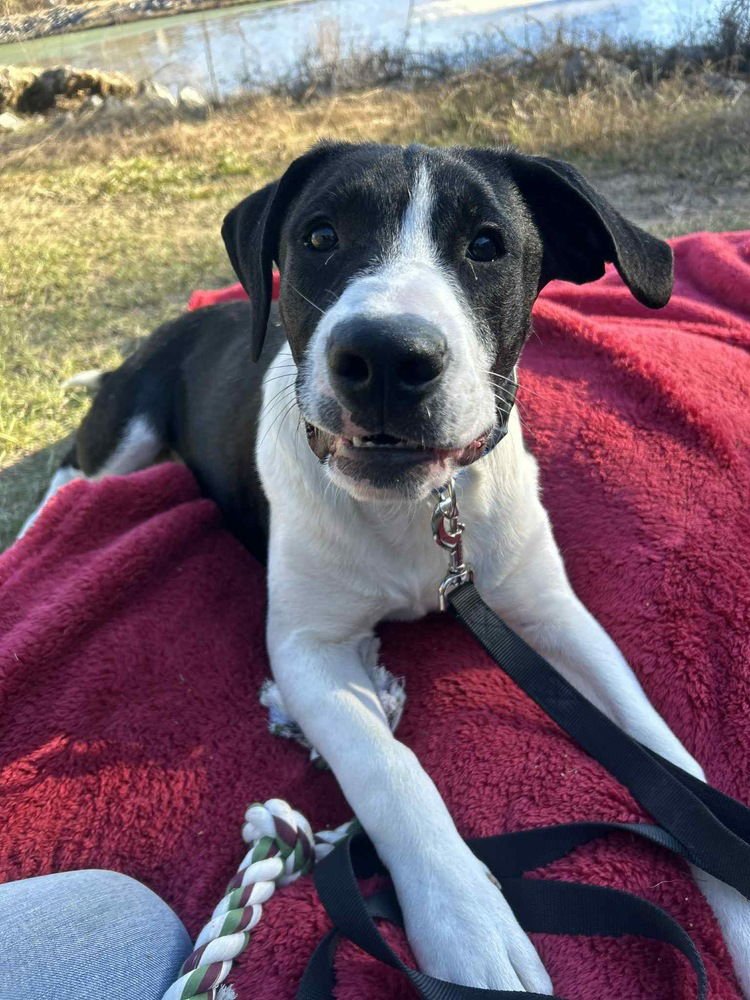 DUKE BOW - Labrador Retriever available for adoption