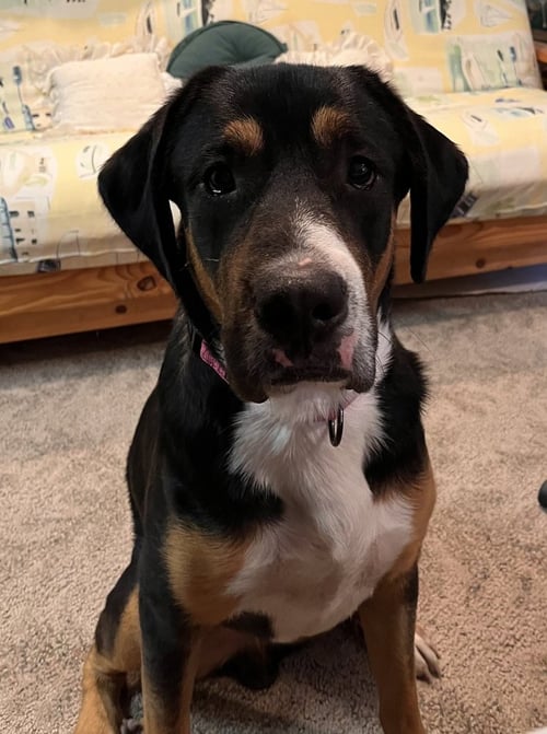 FLOYD - Unknown available for adoption