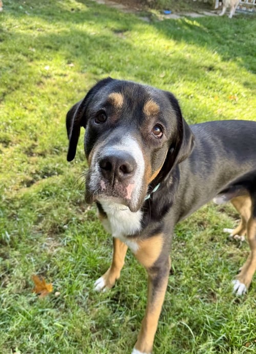 FLOYD - Unknown for adoption in Boston