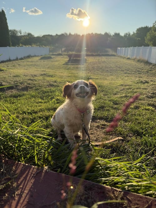ELOISE - Chihuahua for adoption in Cambridge