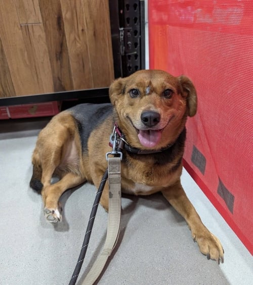 PHOEBE BURTON - Terrier available for adoption
