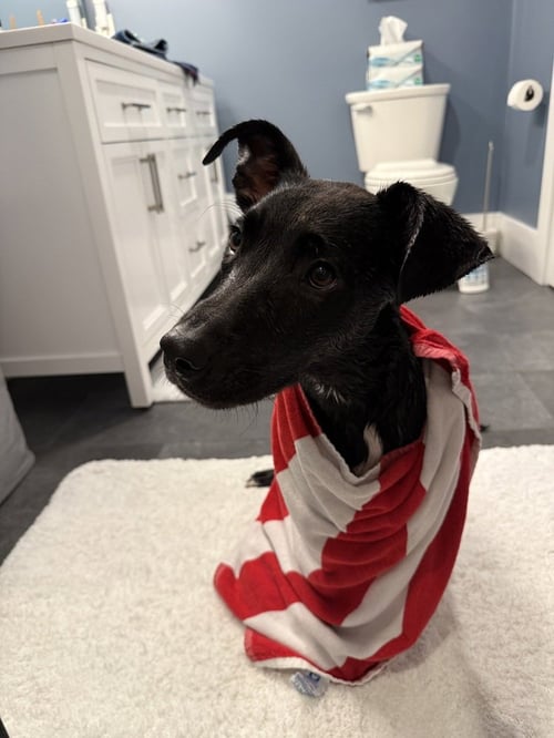 DELILAH - Labrador Retriever / Border Collie available for adoption