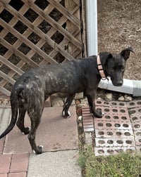 Delilah - Photo 2