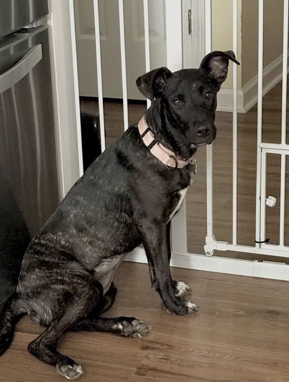 Delilah Image