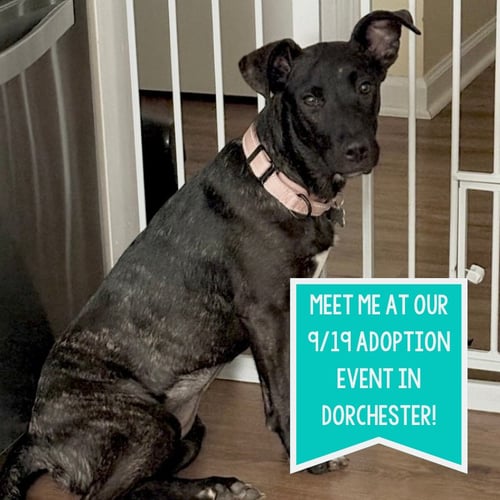 DELILAH - Labrador Retriever / Border Collie available for adoption