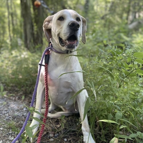 PENNY - Labrador Retriever available for adoption