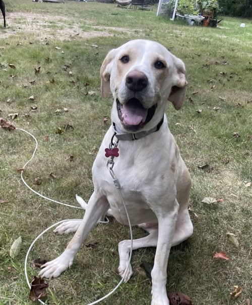 PENNY - Labrador Retriever available for adoption