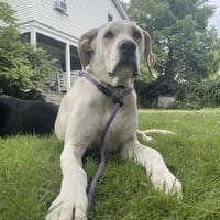 Penny - Photo 3