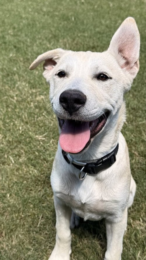 MOOSE JONES - Labrador Retriever / Great Pyrenees for adoption in Cambridge