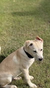 Moose Jones - Photo 2