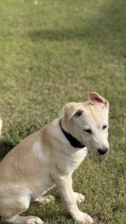 MOOSE JONES - Labrador Retriever / Great Pyrenees available for adoption