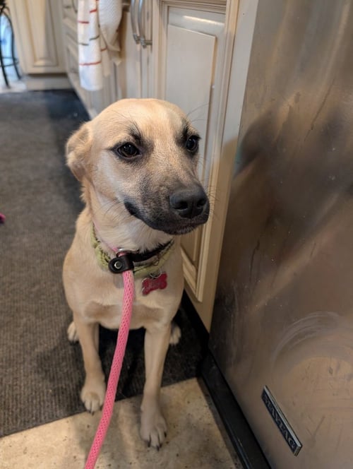 SPARROW SONGBIRD - Unknown available for adoption
