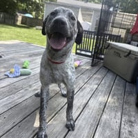 Roxy Lou Anne - Photo 1