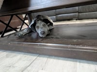 Roxy Lou Anne - Photo 3