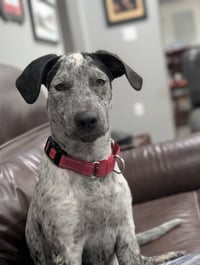 Roxy Lou Anne - Photo 2