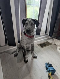 Roxy Lou Anne - Photo 4