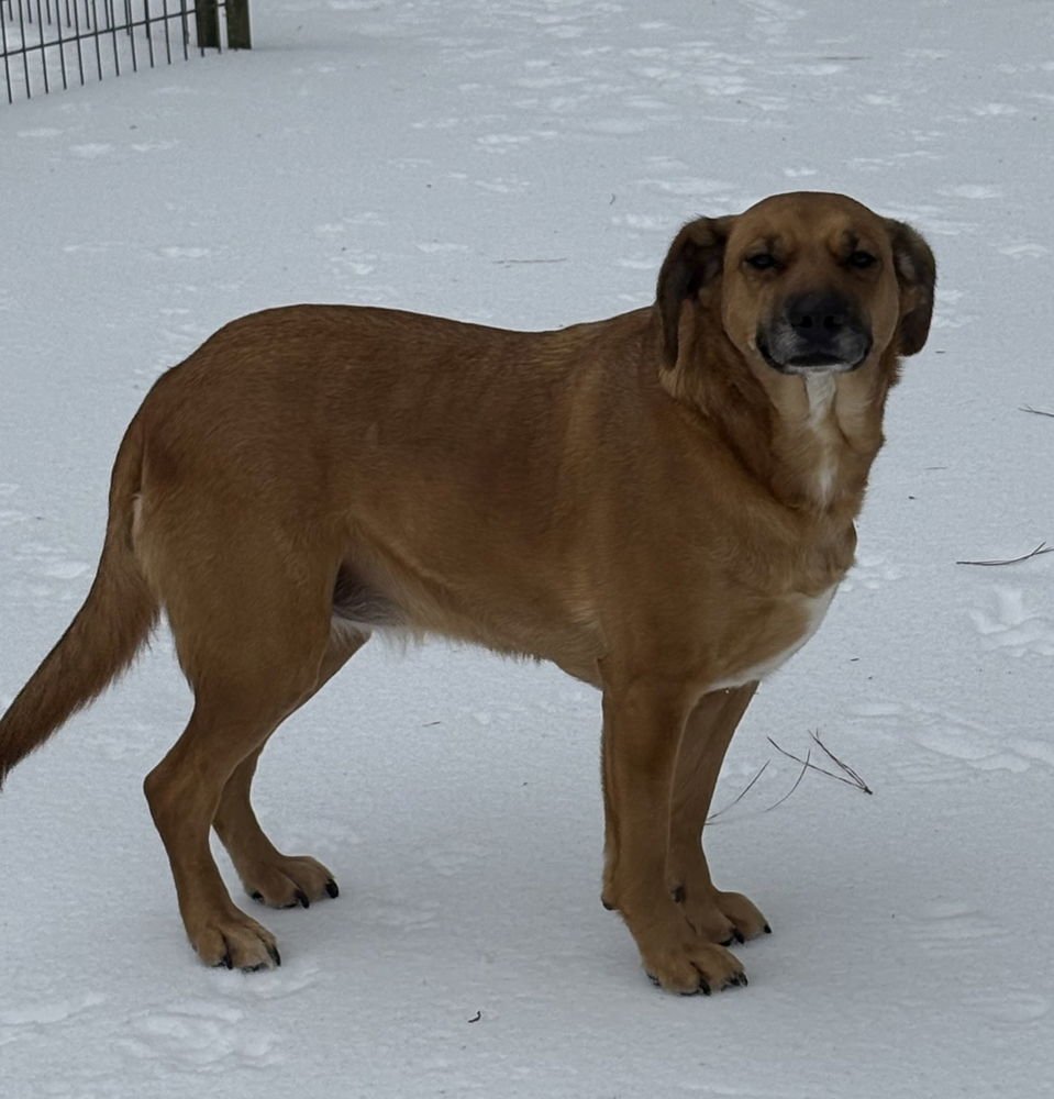 PIPER BURTON - Terrier available for adoption