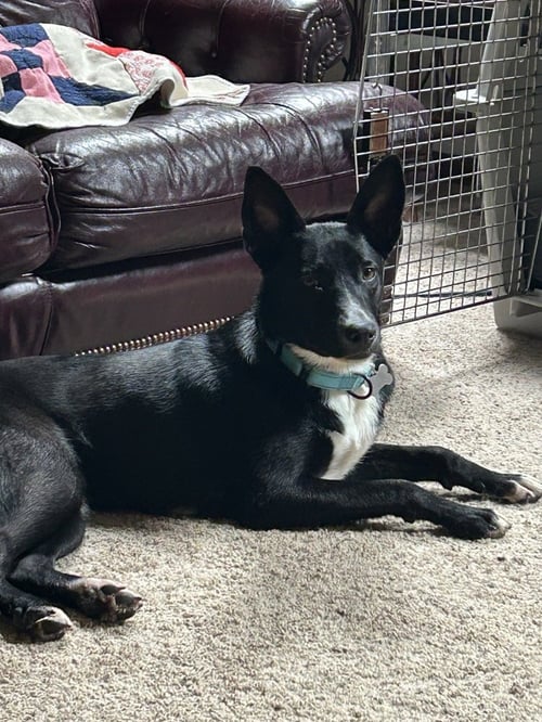 MINDY - Border Collie available for adoption