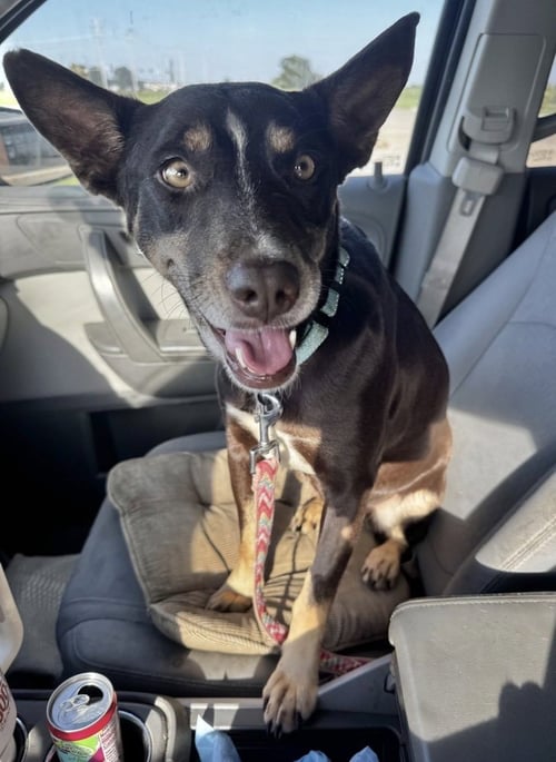 PATSY OUTLAW - Unknown available for adoption