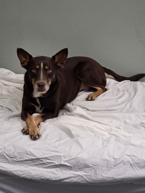 PATSY OUTLAW - Unknown available for adoption