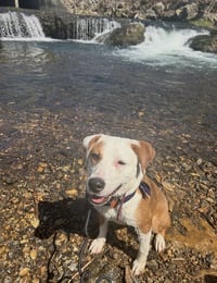 Bindi - Photo 3