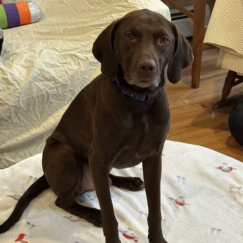 BUDDY - Labrador Retriever for adoption in Cambridge