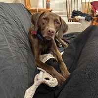 Buddy - Photo 2