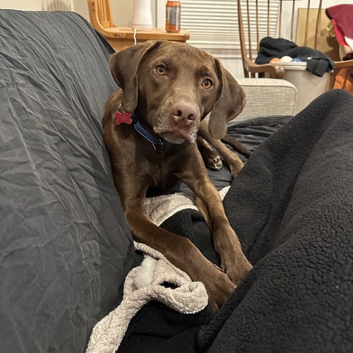 BUDDY - Labrador Retriever available for adoption