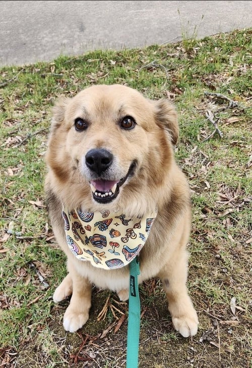 LEO - Golden Retriever for adoption in Boston