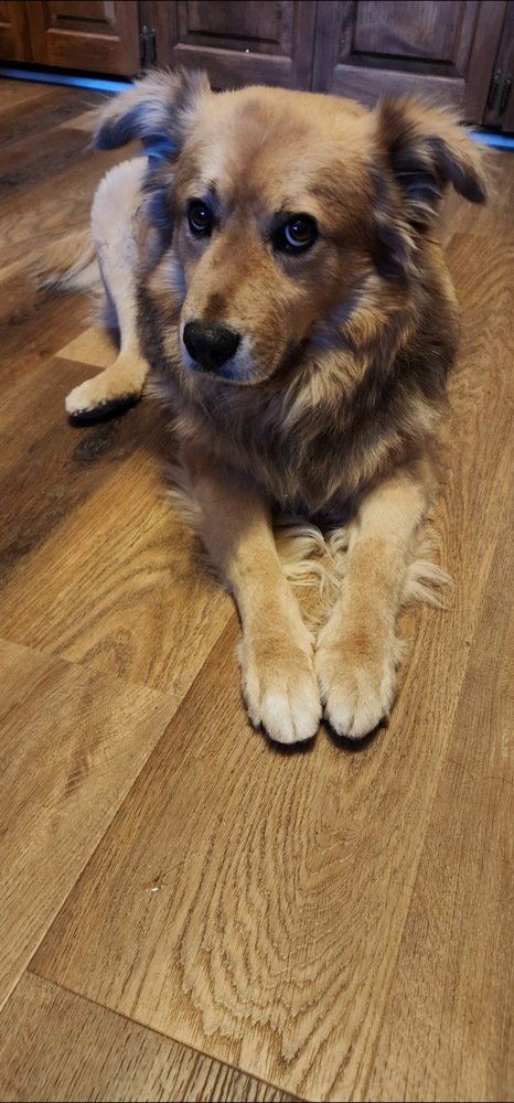 LEO - Golden Retriever available for adoption