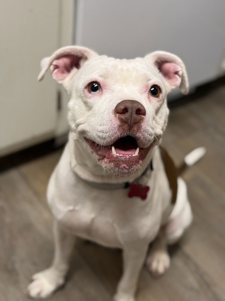 DRIP - Pit Bull Terrier available for adoption