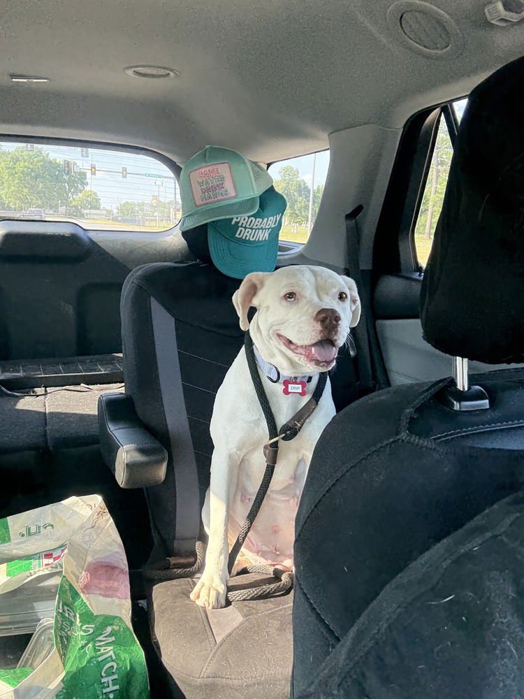 DRIP - Pit Bull Terrier available for adoption