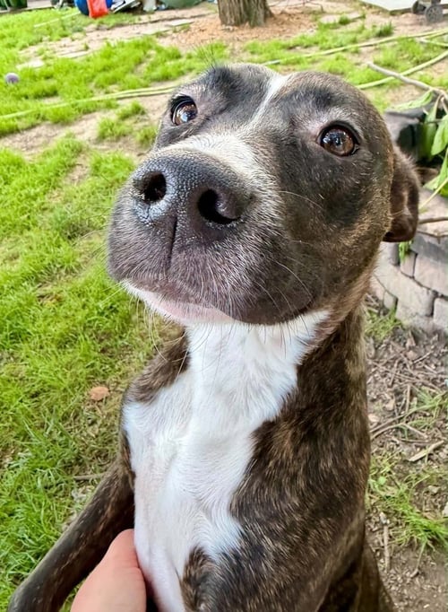 COLLETTE - Pit Bull Terrier available for adoption