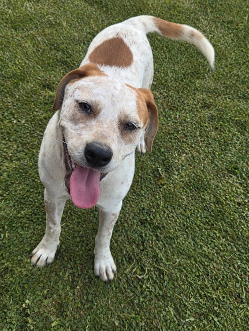 AMY - Pointer available for adoption