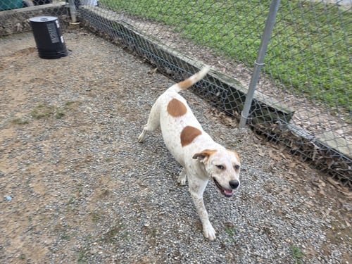 AMY - Pointer available for adoption