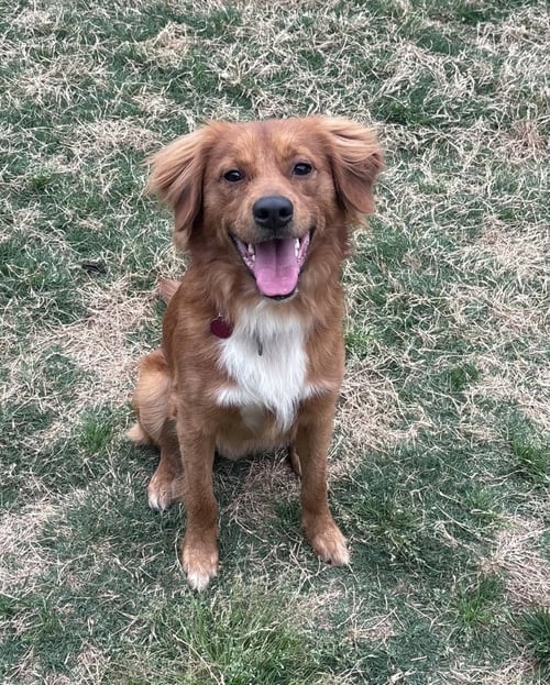 EZEKIEL - Retriever for adoption in Cambridge
